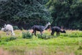 White, gray and black llamas graze Royalty Free Stock Photo
