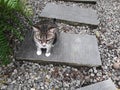 White with gray and brown color  tabby cat sitting in home on Rectangle concrete slabs Royalty Free Stock Photo