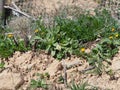 a white and gray butterfly, carrying behind it another green butterfly, huesca, spain, europe Royalty Free Stock Photo