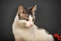 White and gray cat Royalty Free Stock Photo