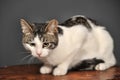 White and gray cat Royalty Free Stock Photo