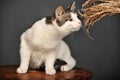 White and gray cat Royalty Free Stock Photo