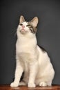 White and gray cat Royalty Free Stock Photo