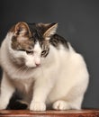 White and gray cat Royalty Free Stock Photo