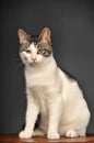 White and gray cat Royalty Free Stock Photo