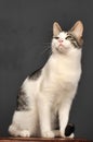 White and gray cat Royalty Free Stock Photo