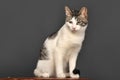 White and gray cat Royalty Free Stock Photo