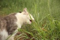 White and gray cat eats some grass Royalty Free Stock Photo