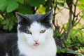 White-gray cat in the grass Royalty Free Stock Photo