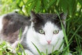 White-gray cat in the grass Royalty Free Stock Photo