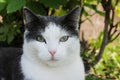 White-gray cat in the grass Royalty Free Stock Photo