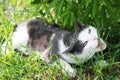 White-gray Cat In The Grass