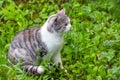 White and gray cat with green eyes sitting in bright grass.Beautiful pet  looking attentively to the right side.Close up Royalty Free Stock Photo