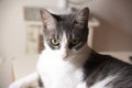 White and gray cat with green eyes on the table staring straight ahead blankly Royalty Free Stock Photo
