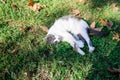 White and gray cat on the green grass in the park Royalty Free Stock Photo