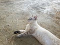white and gray cat laying on a concrete floor Royalty Free Stock Photo