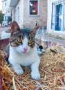 A white-gray cat lies on a flowerbed in dry grass on a street