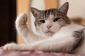 A white and gray cat is lying, raising its paw and  looking at you. The concept of an animal`s displeased, dismissive, or Royalty Free Stock Photo