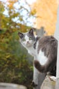 white and gray cat, muzzle flattened