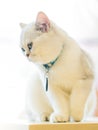 The white-gray cat sits wonderfully on the floor. Royalty Free Stock Photo