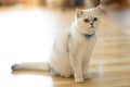 The white-gray cat sits wonderfully on the floor. Royalty Free Stock Photo