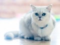 The white-gray cat sits wonderfully on the floor in the room Royalty Free Stock Photo