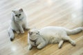 The white-gray cat sits wonderfully on the floor. Royalty Free Stock Photo