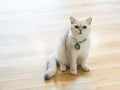 The white-gray cat sits wonderfully on the floor. Royalty Free Stock Photo