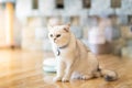 The white-gray cat sits wonderfully on the floor. Royalty Free Stock Photo