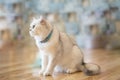 The white-gray cat sits wonderfully on the floor. Royalty Free Stock Photo