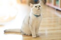 The white-gray cat sits wonderfully on the floor.