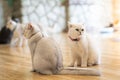The white-gray cat sits wonderfully on the floor. Royalty Free Stock Photo