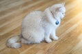 The white-gray cat sits wonderfully on the floor. Royalty Free Stock Photo