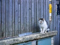 White-gray cat sitting on ledge near plastic food bowl. Coloring on the head gives the impression of an extremely sad face Royalty Free Stock Photo