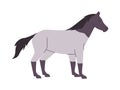 white and gray color horse mare or stallion wild nature mammal animal have tail and power fast run