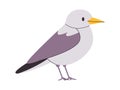 white and gray color small bird pretty cute nature animal creature wildlife beautiful species