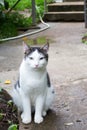 White and gray domestic cat Royalty Free Stock Photo