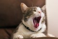 White gray domestic cat yawning