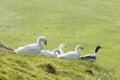 White and gray domestic geese in green grass Royalty Free Stock Photo