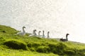 White and gray domestic geese in green grass Royalty Free Stock Photo