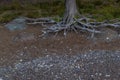 White gray dry patterned twisting tangled roots of old dead tree among sand earth with pebbles, green grass