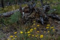 White gray dry patterned twisting tangled roots of old dead tree among yellow flowers and green grass in forest Royalty Free Stock Photo