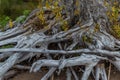 white gray dry patterned twisting tangled roots of old dead tree with yellow green grass on sand Royalty Free Stock Photo