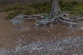 white gray dry patterned twisting tangled roots of old trunk tree among sand earth with shells and pebbles