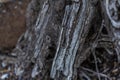 white gray dry twisting roots of old dead tree on backdrop of sand