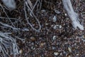 White gray dry twisting roots of old dead tree on background of sand earth with shells