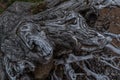 White gray dry twisting tangled roots of old dead tree on background of brown sand