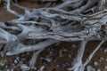 White gray dry twisting tangled roots of old dead tree on background of sand earth with shells