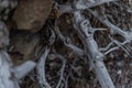 White gray dry twisting tangled roots of old dead tree