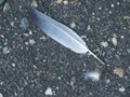 The white-gray feather of a bird lies diagonally on the black asphalt Royalty Free Stock Photo